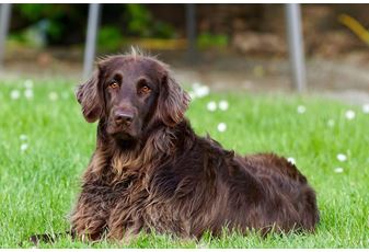 Pet friendly fencing ideas