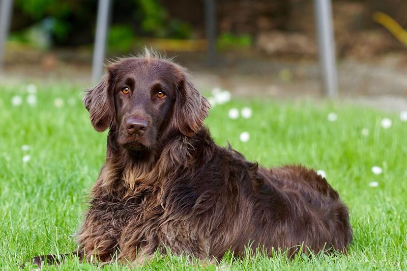 Dog in the garden