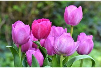 Get Involved with National Gardening Week