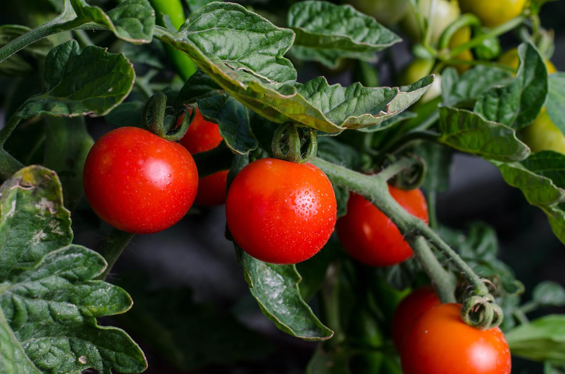 grow tomatos