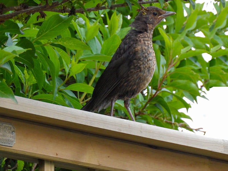 Bird nesting season and barden boundaries