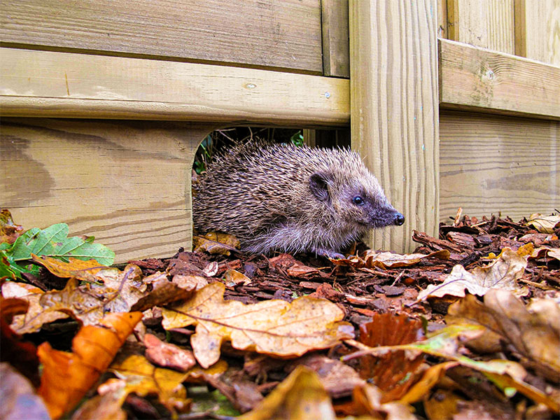 Hedgehog gravel board for a wildlife friendly garden