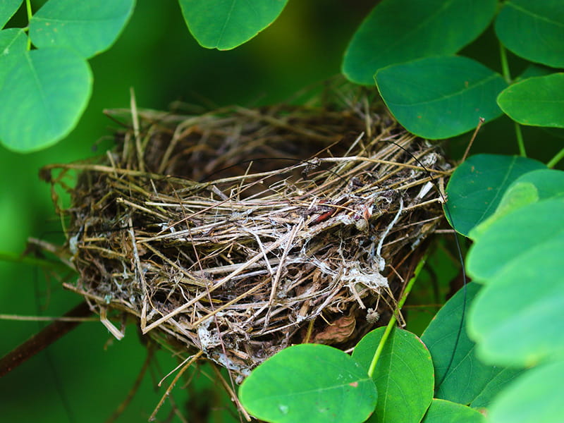 Nesting season and responsible garden boundary management