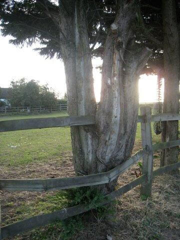 rail bent by tree