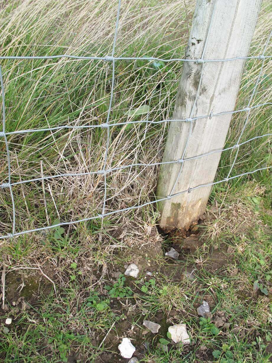 rotting at ground level fence post
