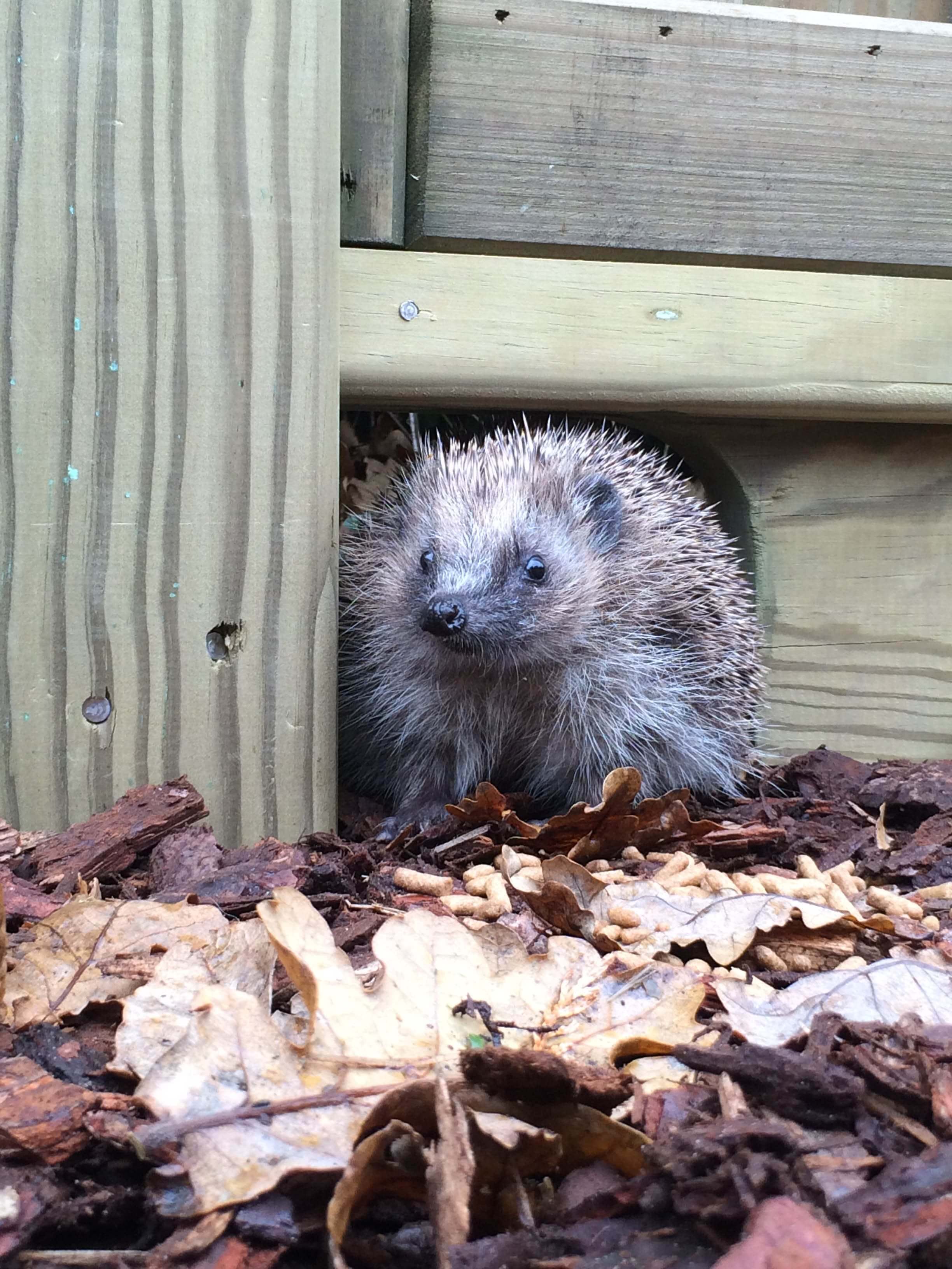 Hedgehog Fencing Hedgehog Gravel Board Jacksons Fencing
