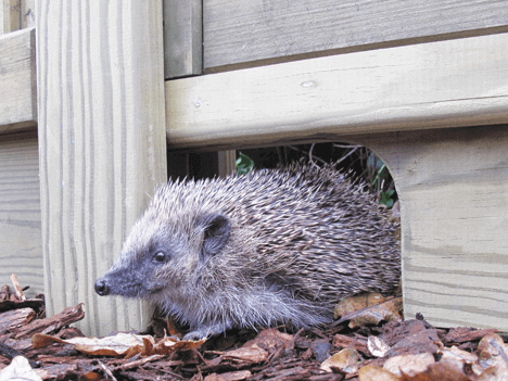 Hedgehog friendly gravel boards