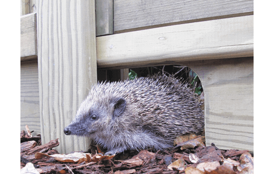 Hedgehog friendly gravel boards