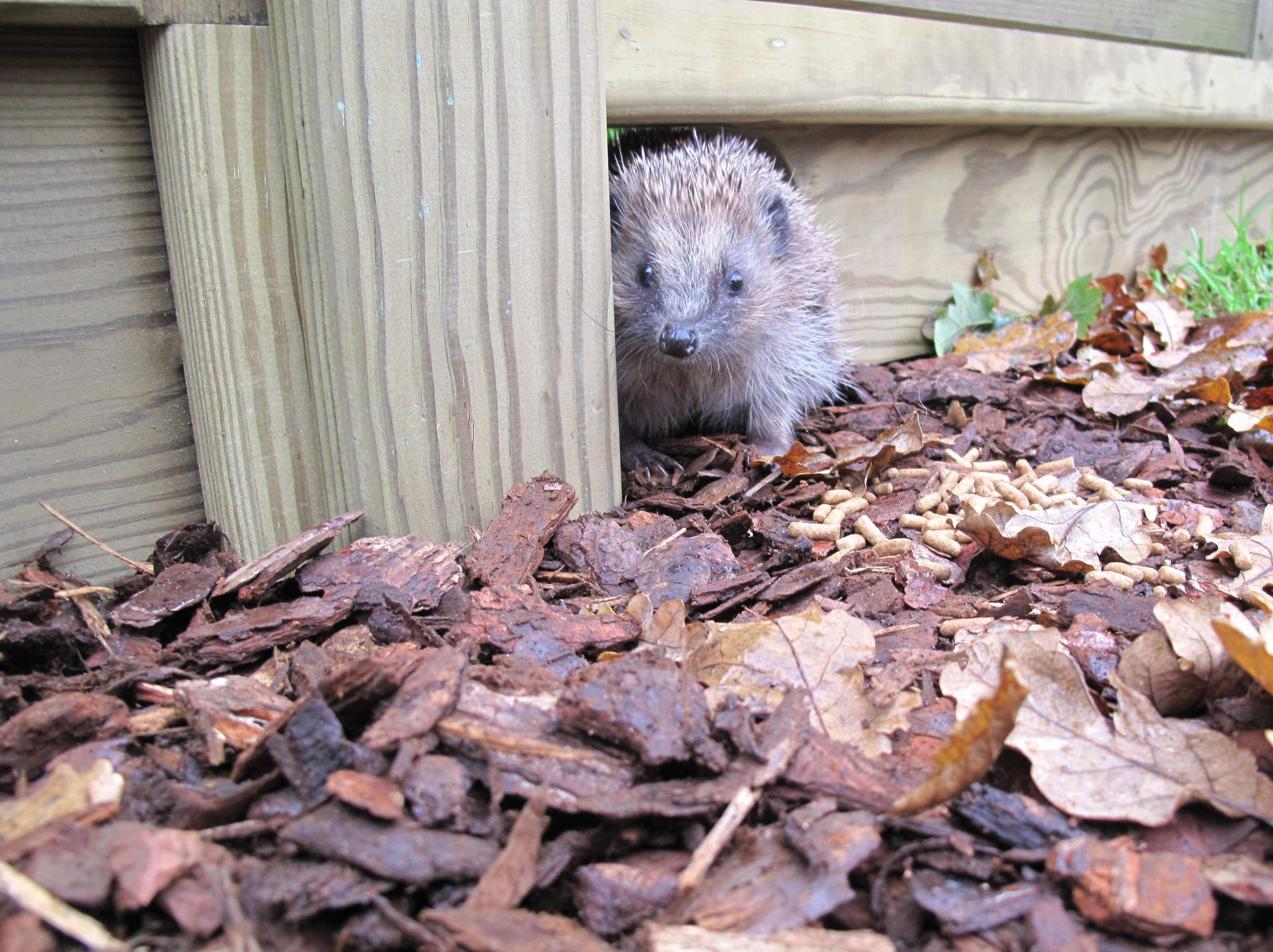 Gravel boards for hedgehogs