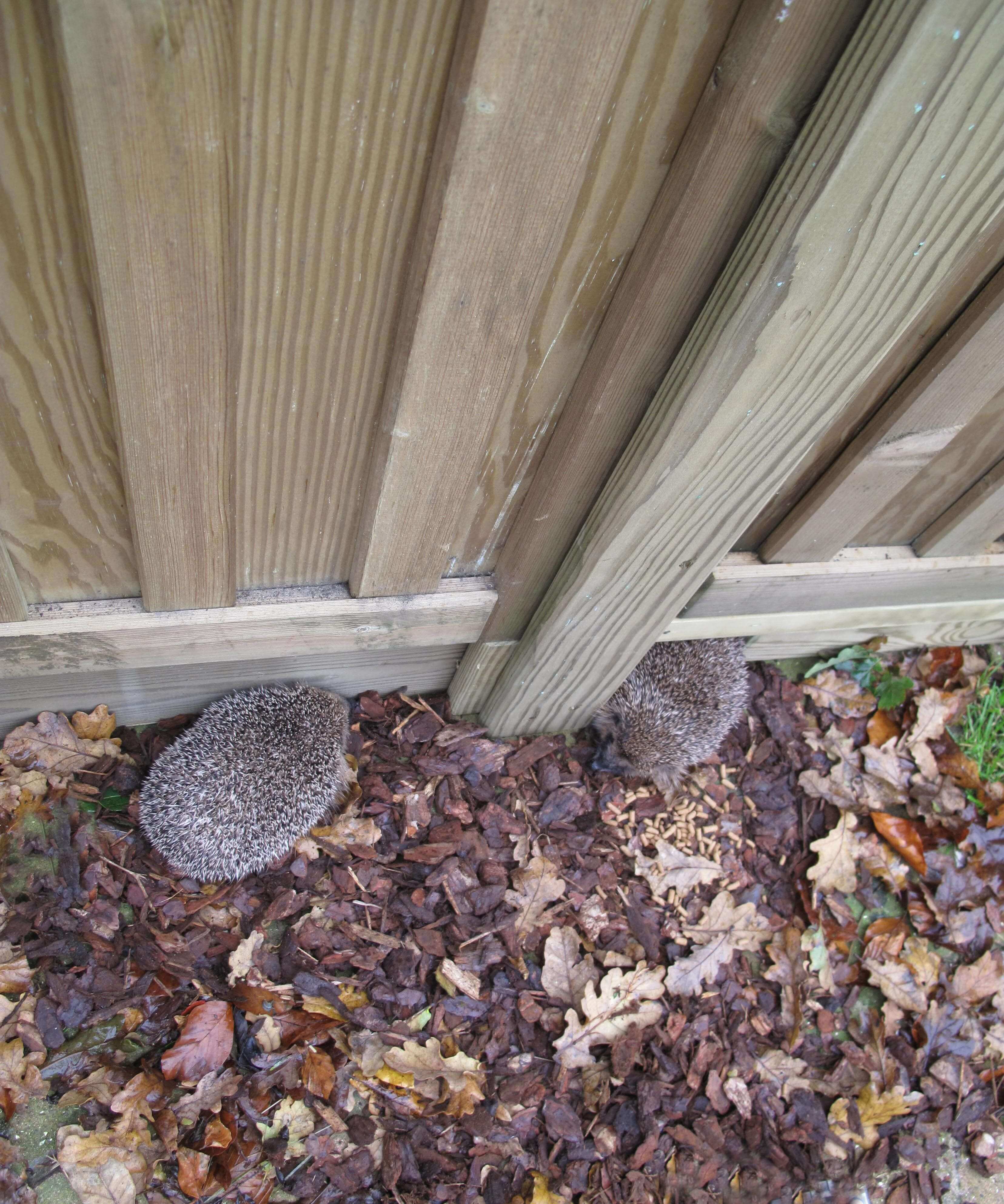 Hedgehog friendly garden