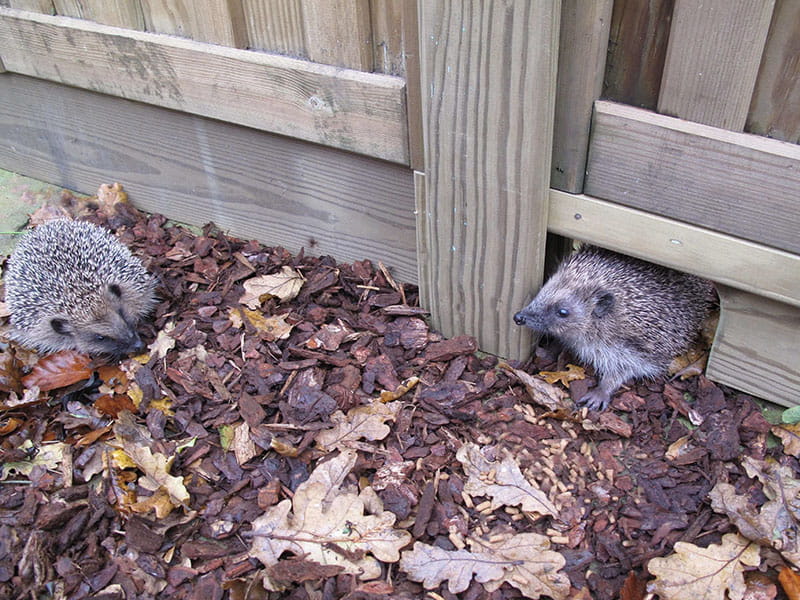 Hedgehog friendly gravel boards