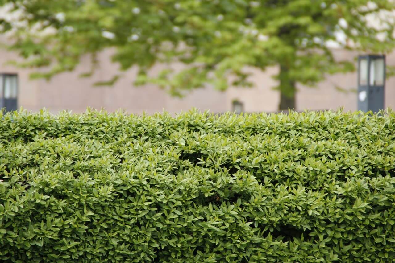 garden hedge