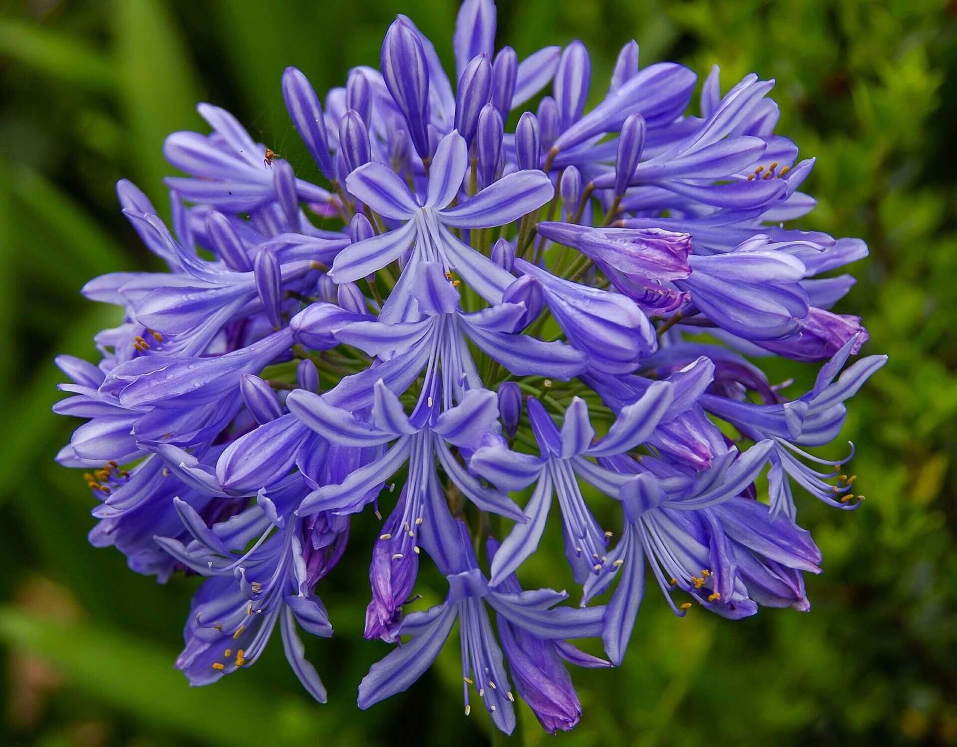 agapanthus flower