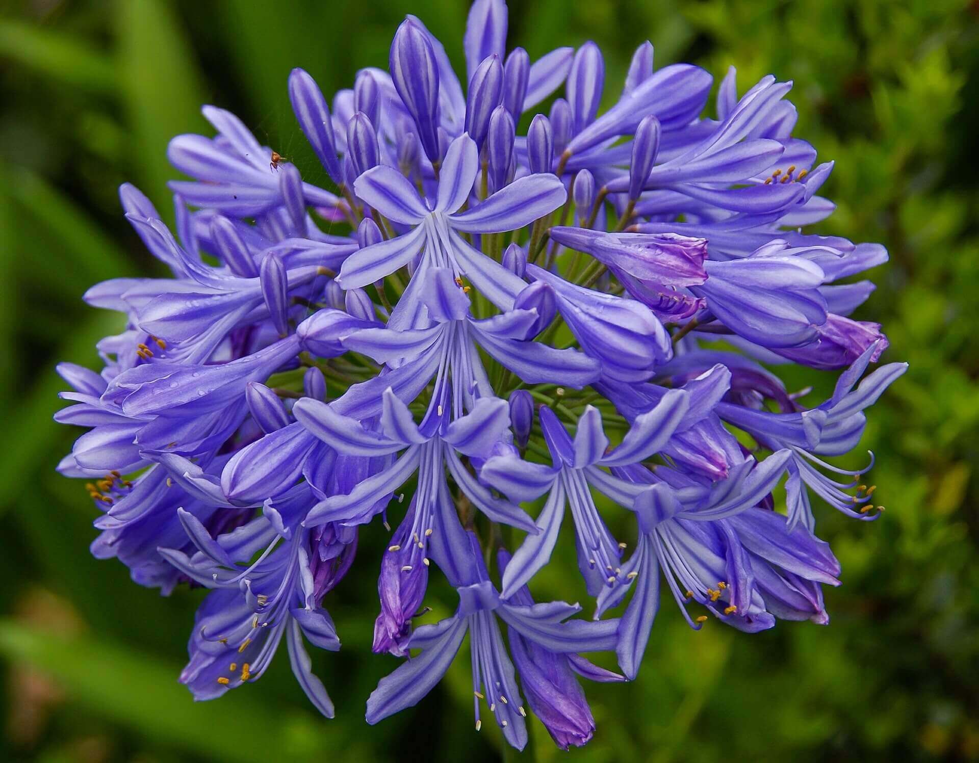 agapanthus flower 