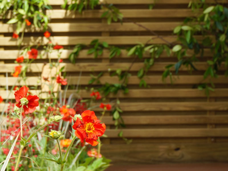 RHS Chelsea Flower Show Slatted Fencing RHS Chelsea Venetian Hit and Miss Fencing