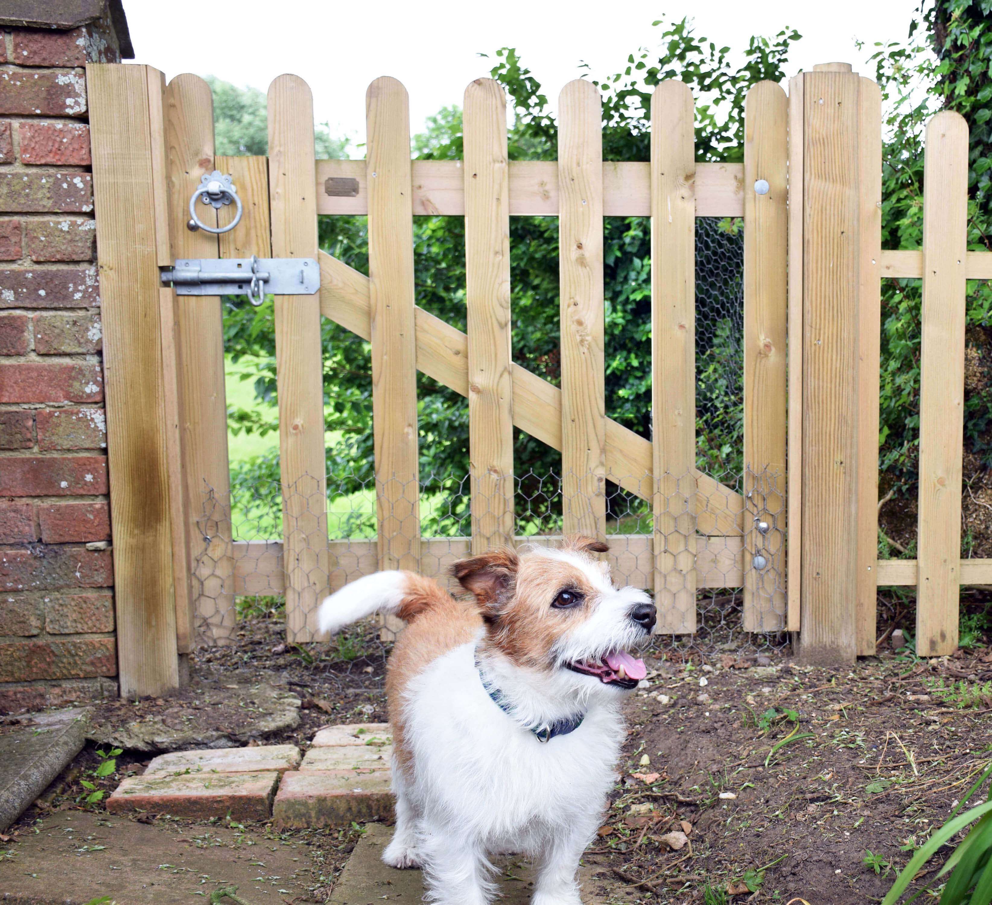 Dog Fencing