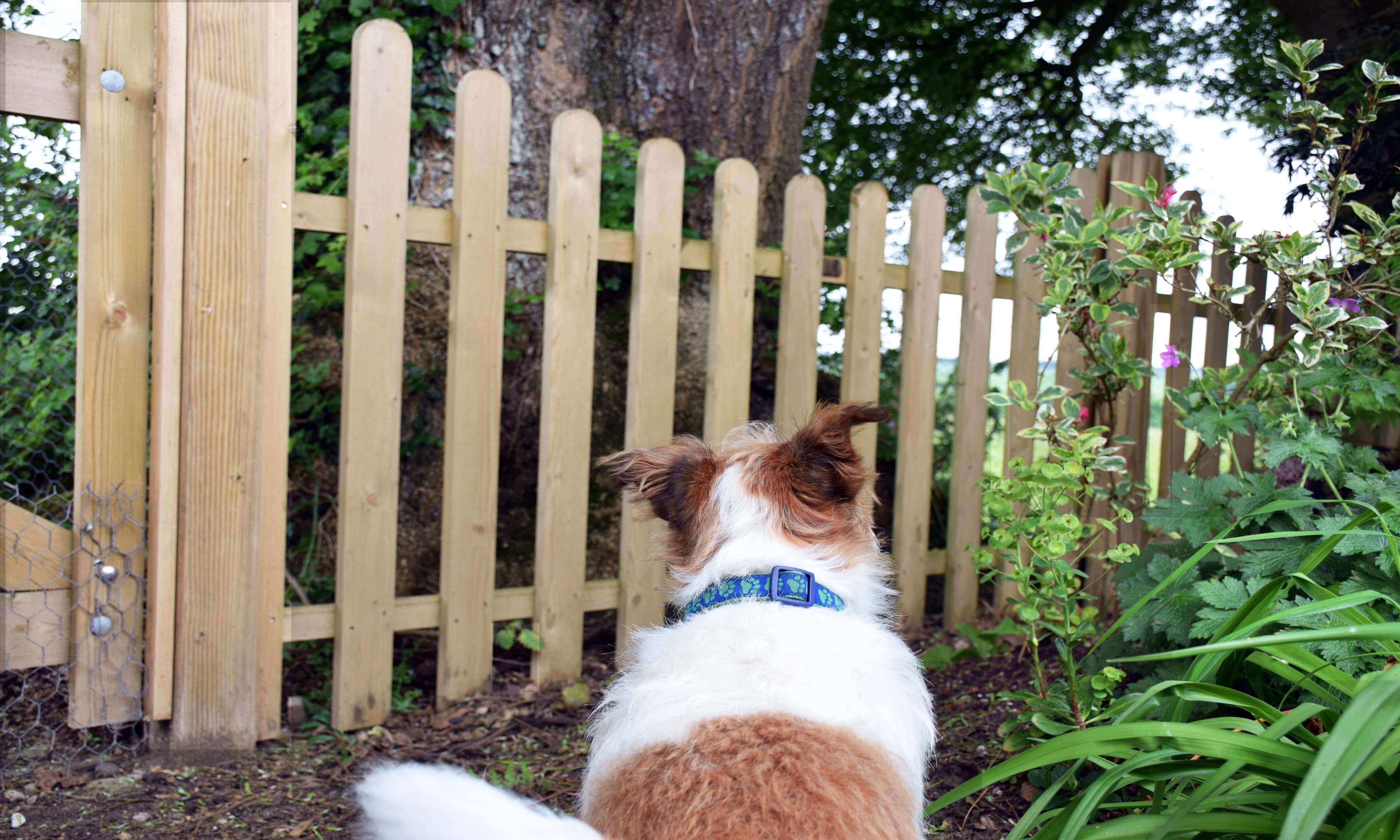 Dog proof fence