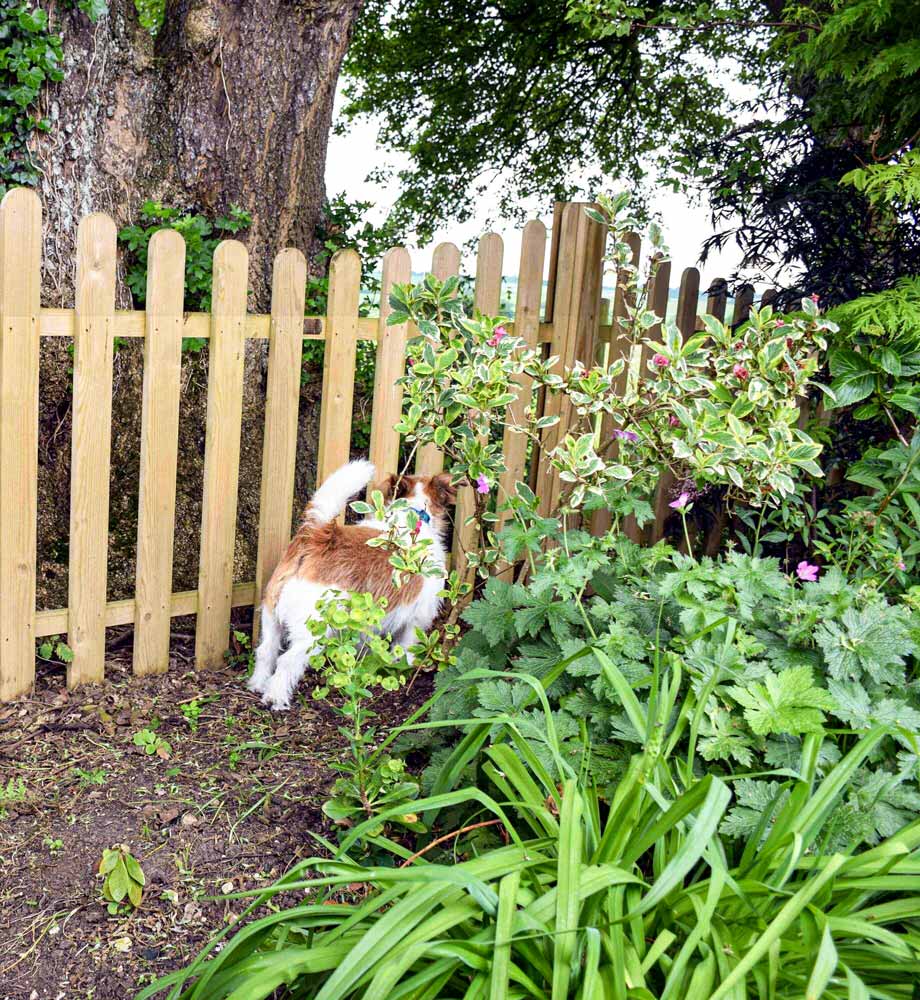 Fence for a dog