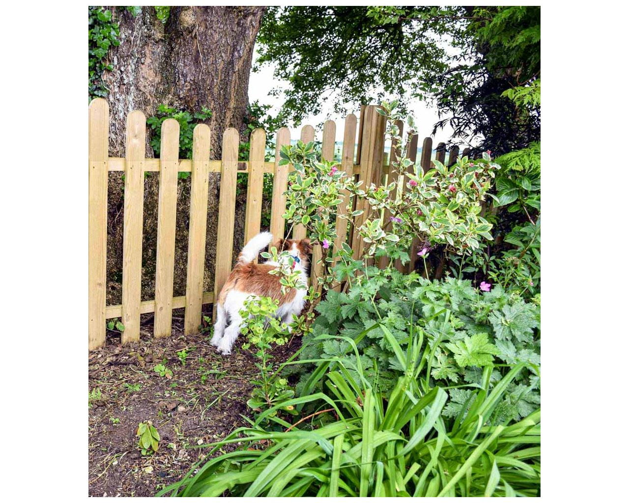 Fence for a dog