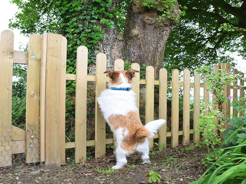 Strong fence for dog