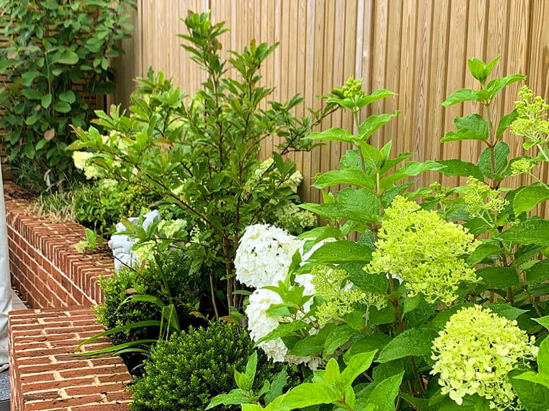 Hydrangea with solid fence panel