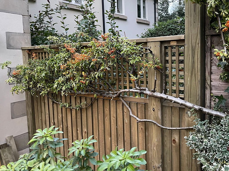 Trellis panel growing plants