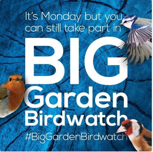 Big Garden bird Watch Monday