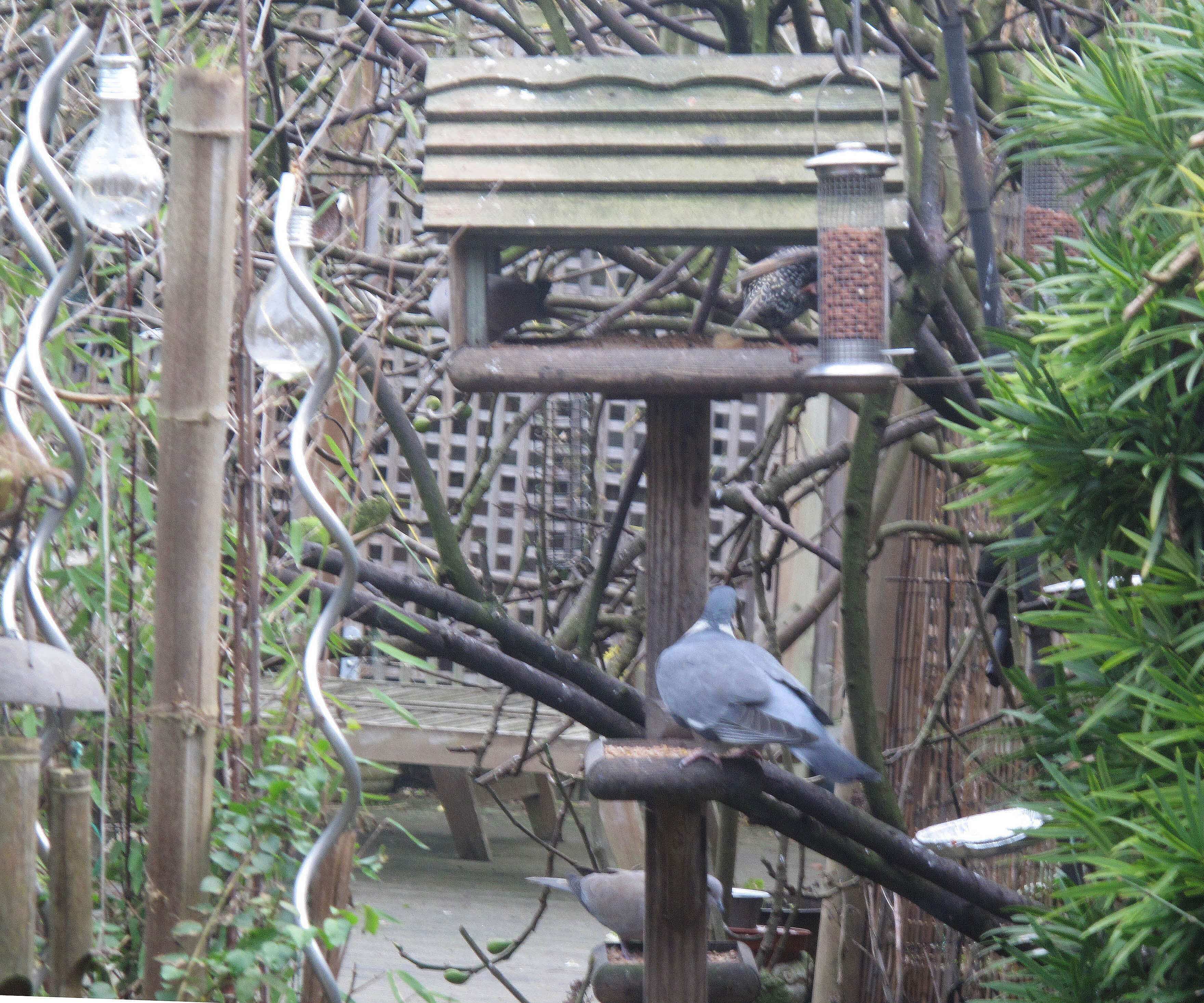 pigeons and starling on bird feeder