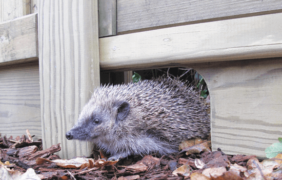 How To Help Hedgehogs In Your Garden Jacksons Fencing