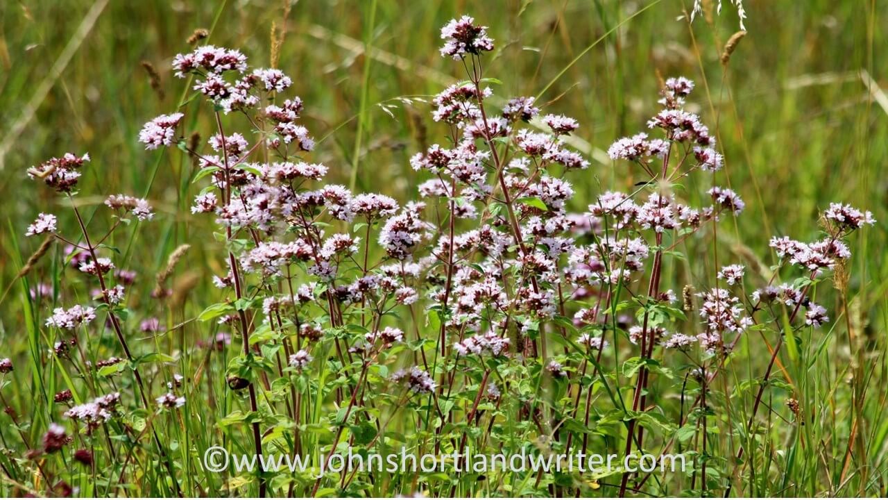 Marjoram copyright John Shortland