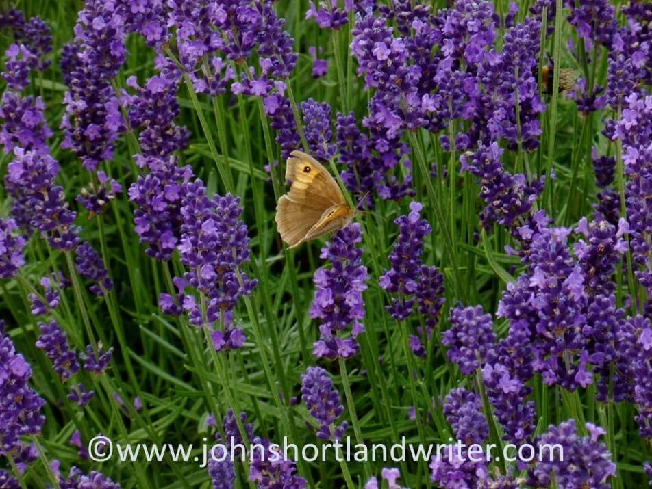 Meadow Brown Butterfly copyright John Shortland