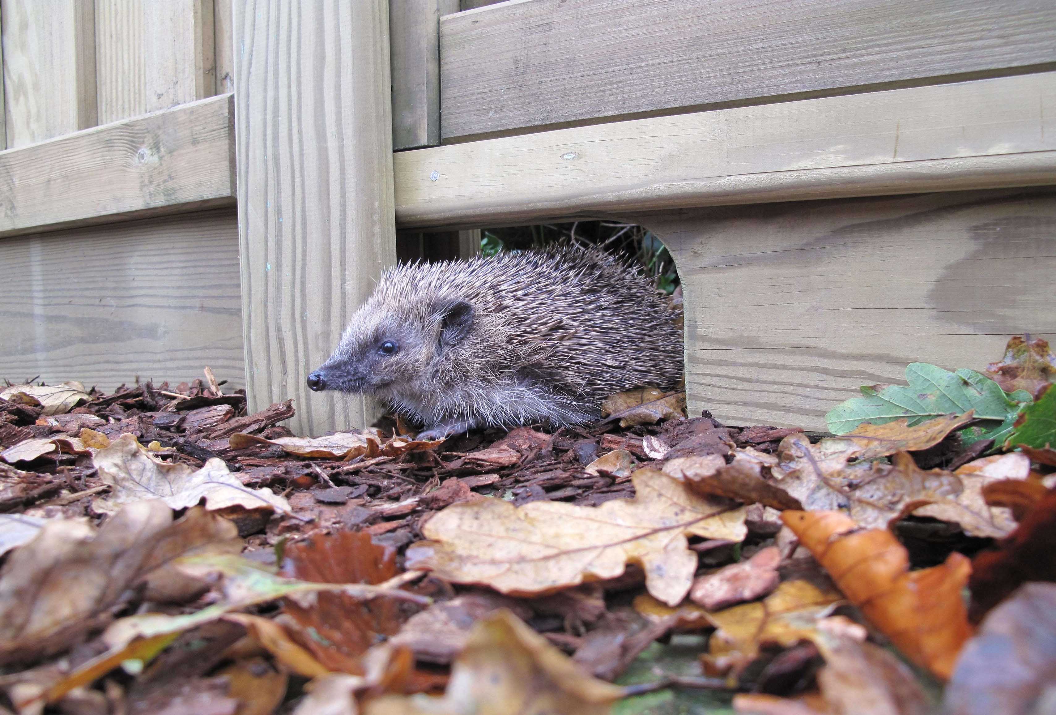 Hedgehog friendly garden