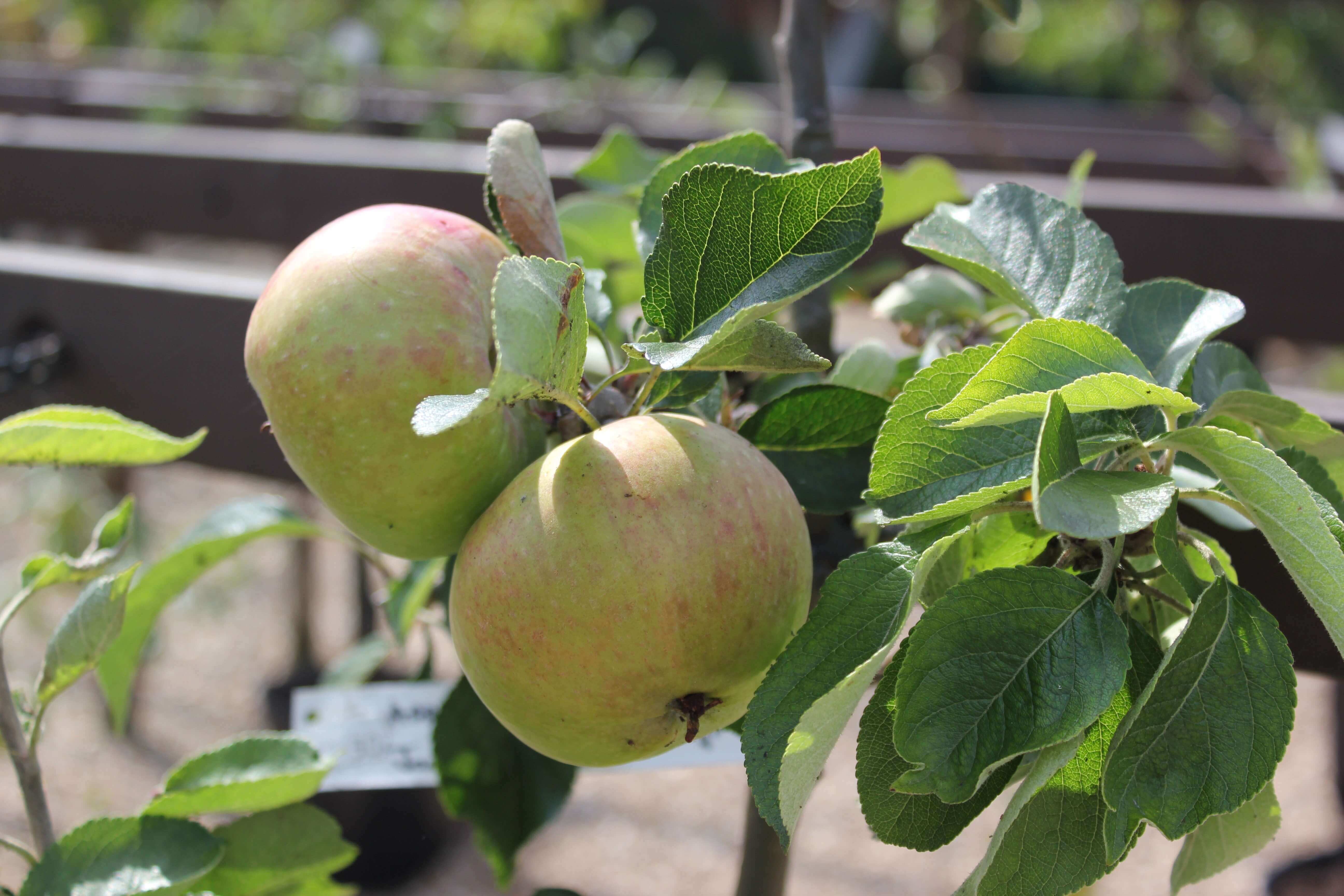 Apple Tree