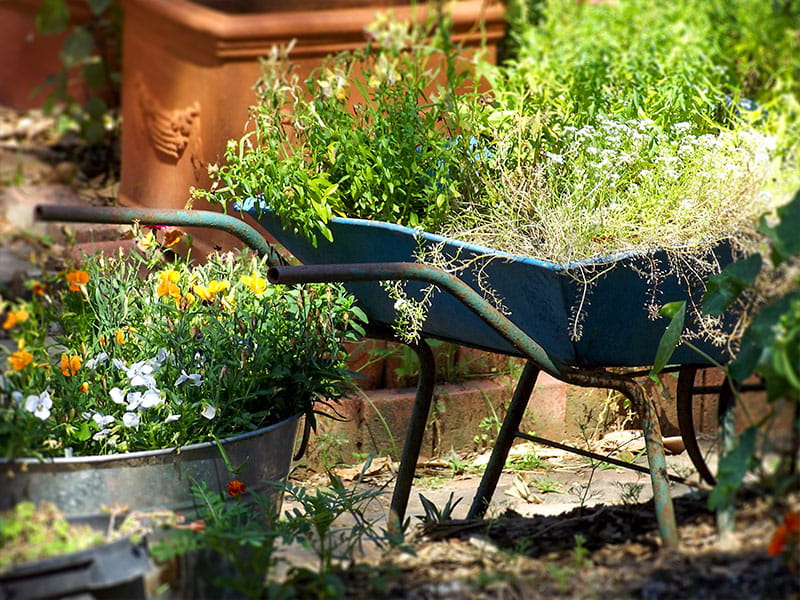 august gardening tips