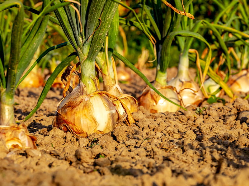 garden chores for august