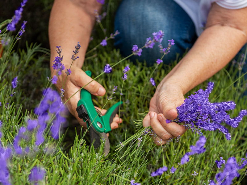 gardening in august