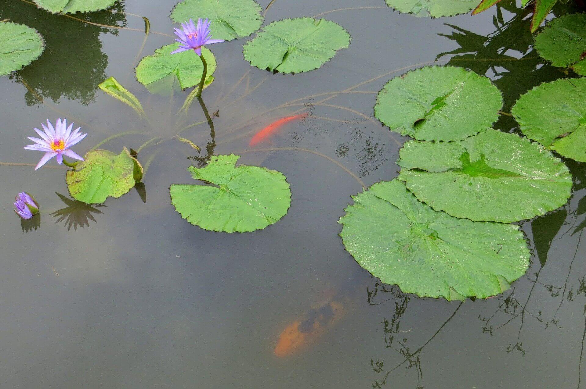 Pond - water lily - fish
