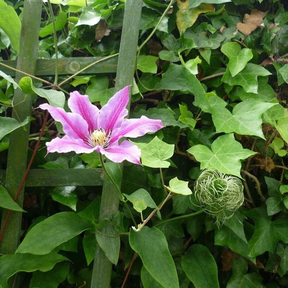 Clematis climbing plant