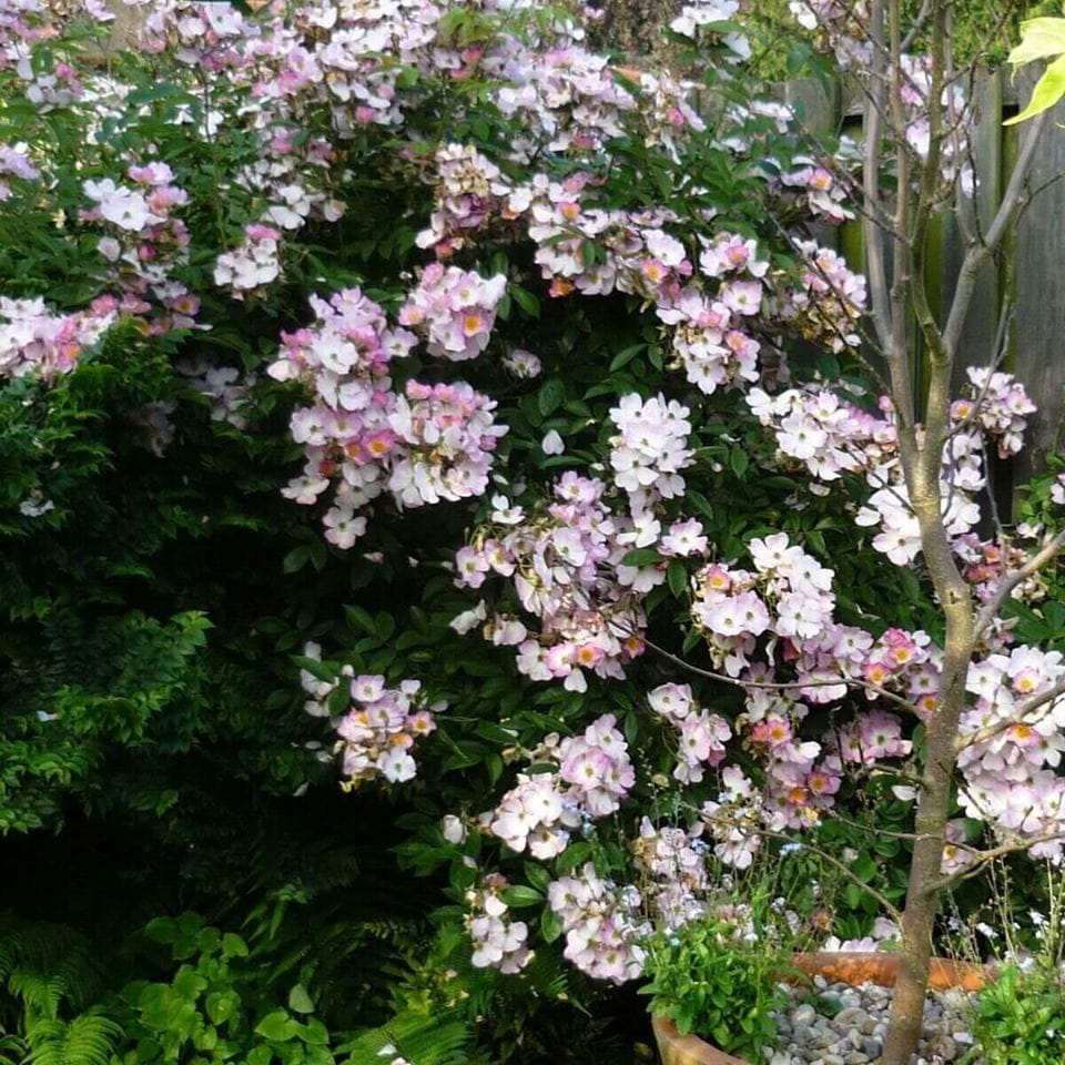 Climbing roses