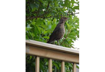 Caring for Wildlife in your garden this Winter