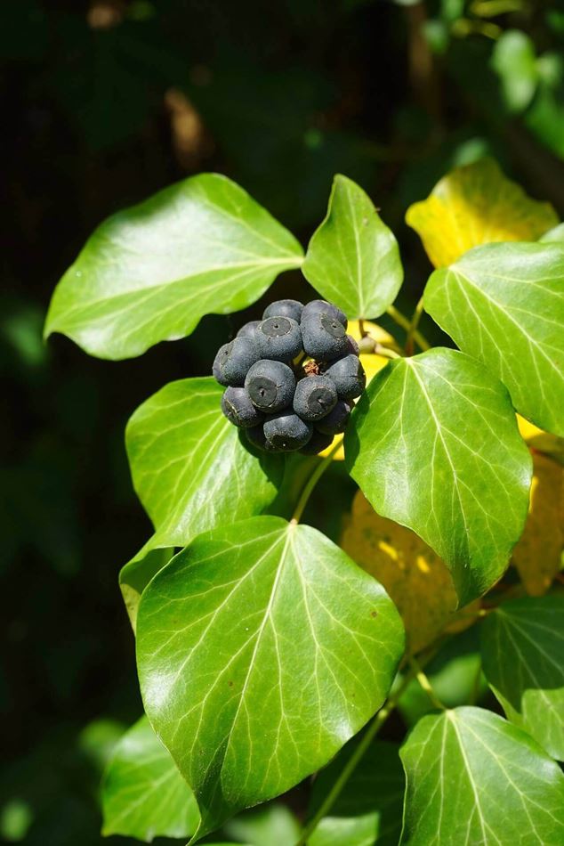 ivy berries in garden