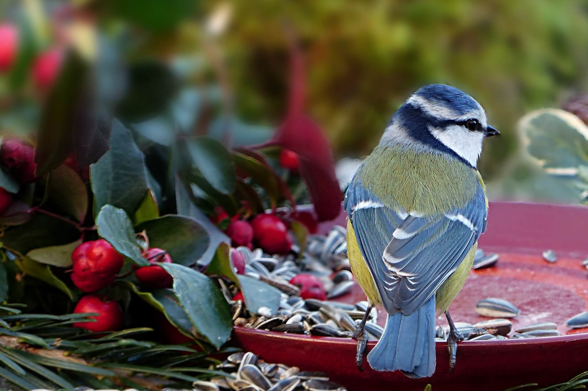 bird feeding