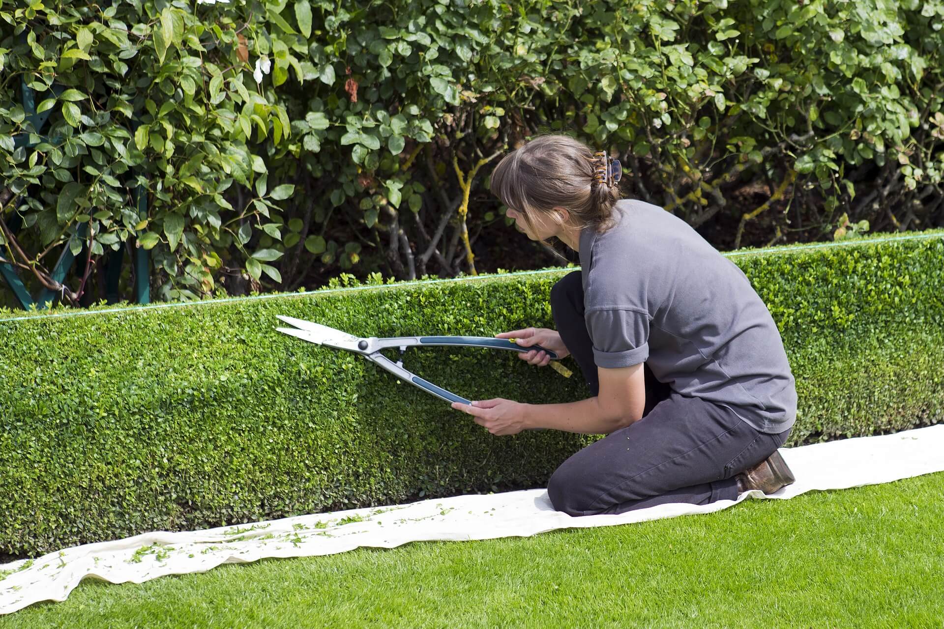 hedge cutting