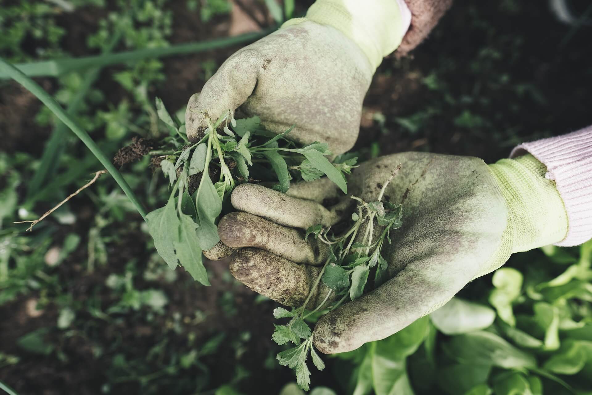 gardening