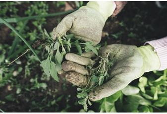 Edible Gardens for an Edible Britain