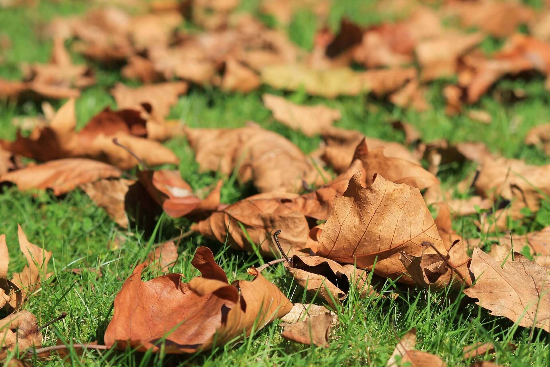 Autumn leaves - Pixabay