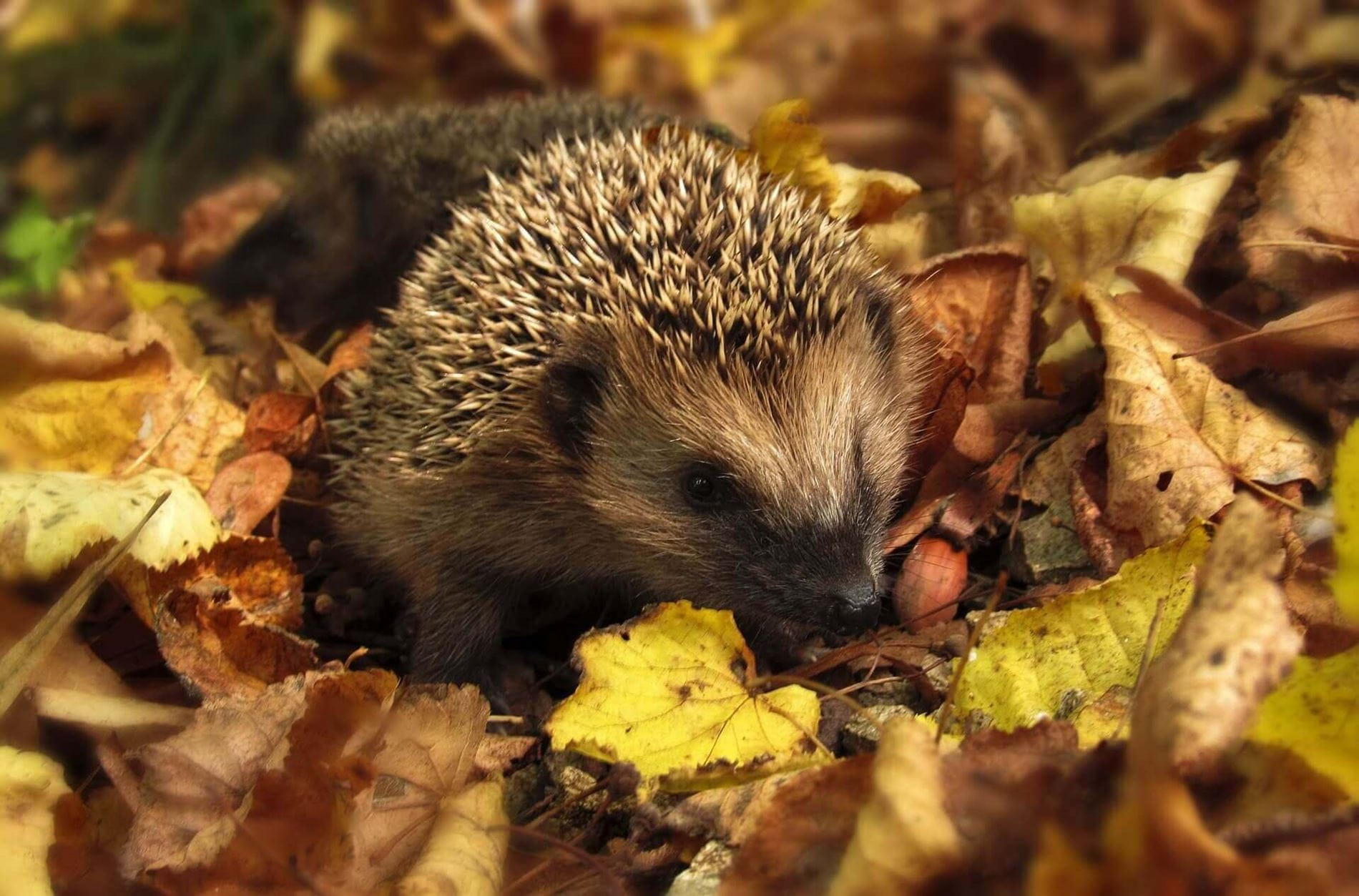 hedgehog 