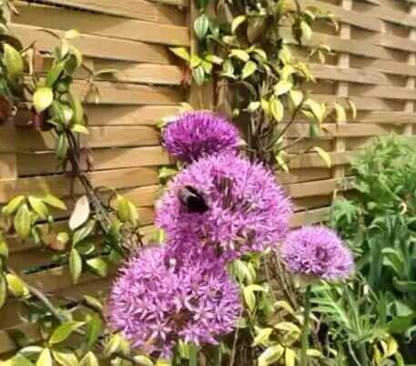 Bee and Woven Fence