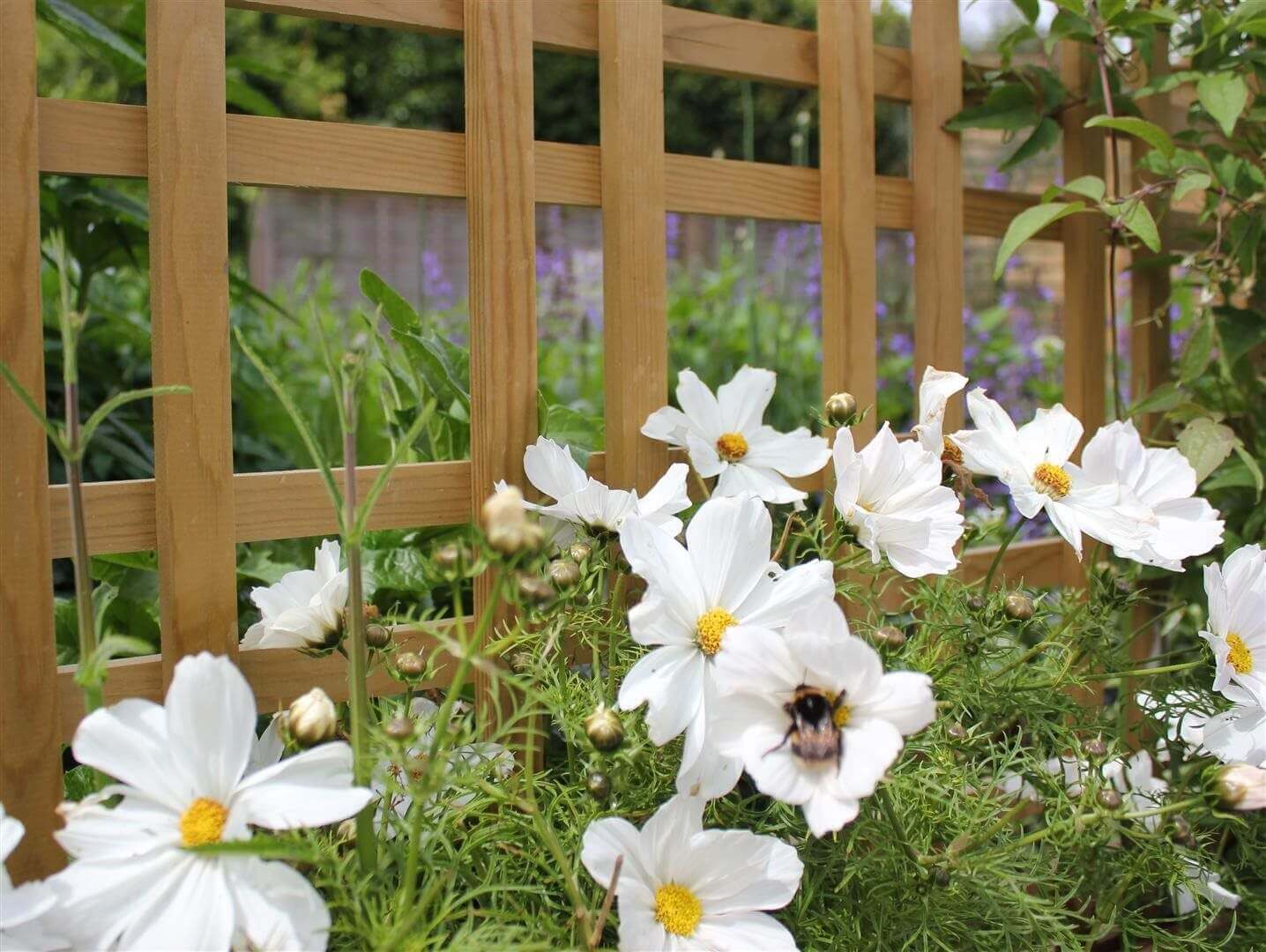 Tartan Timber Trellis Panel with a bee on flower