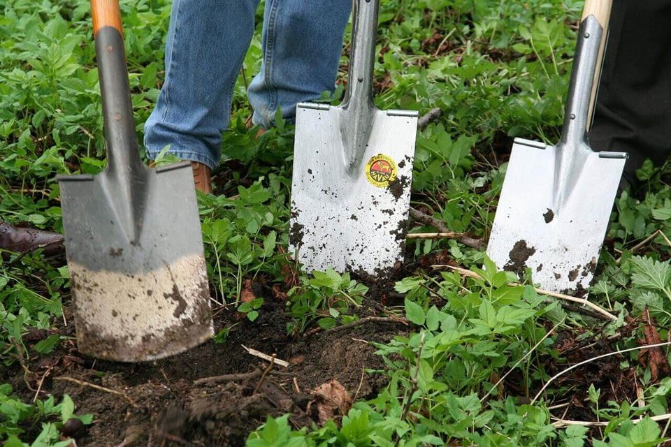 grow your own veg